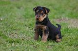 WELSH TERRIER 137